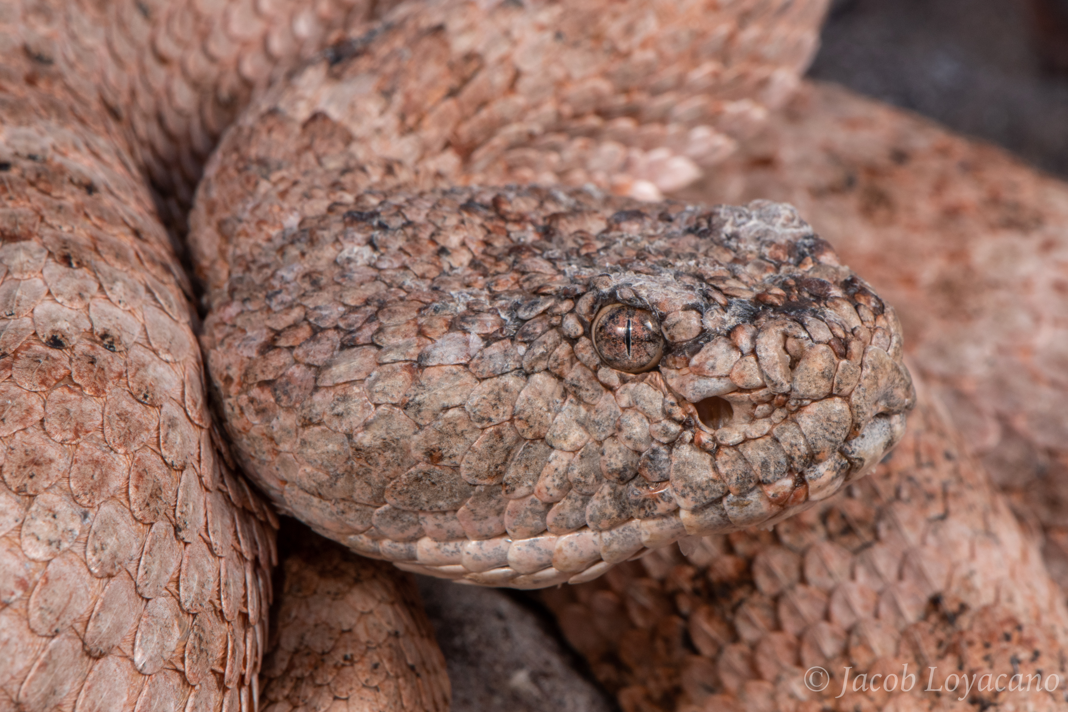 Snake on rocky coastal shoreline at dusk