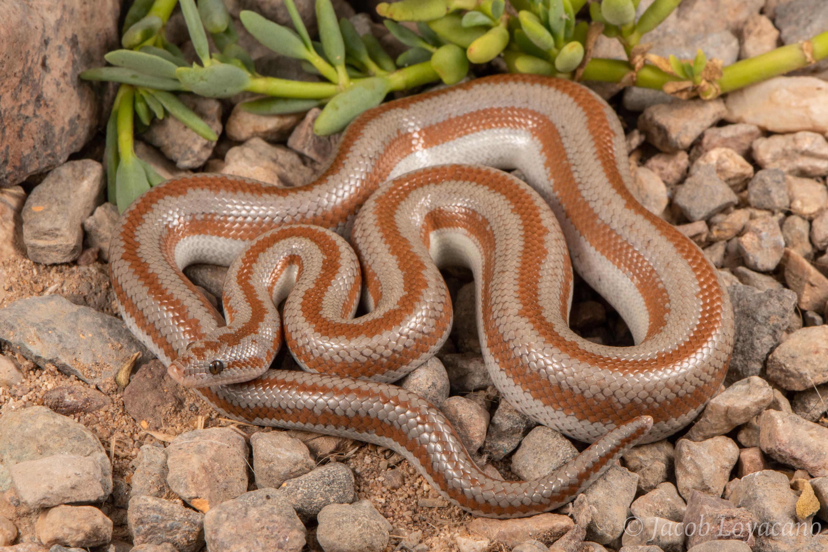 Rosy Boa coiled on desert rocks