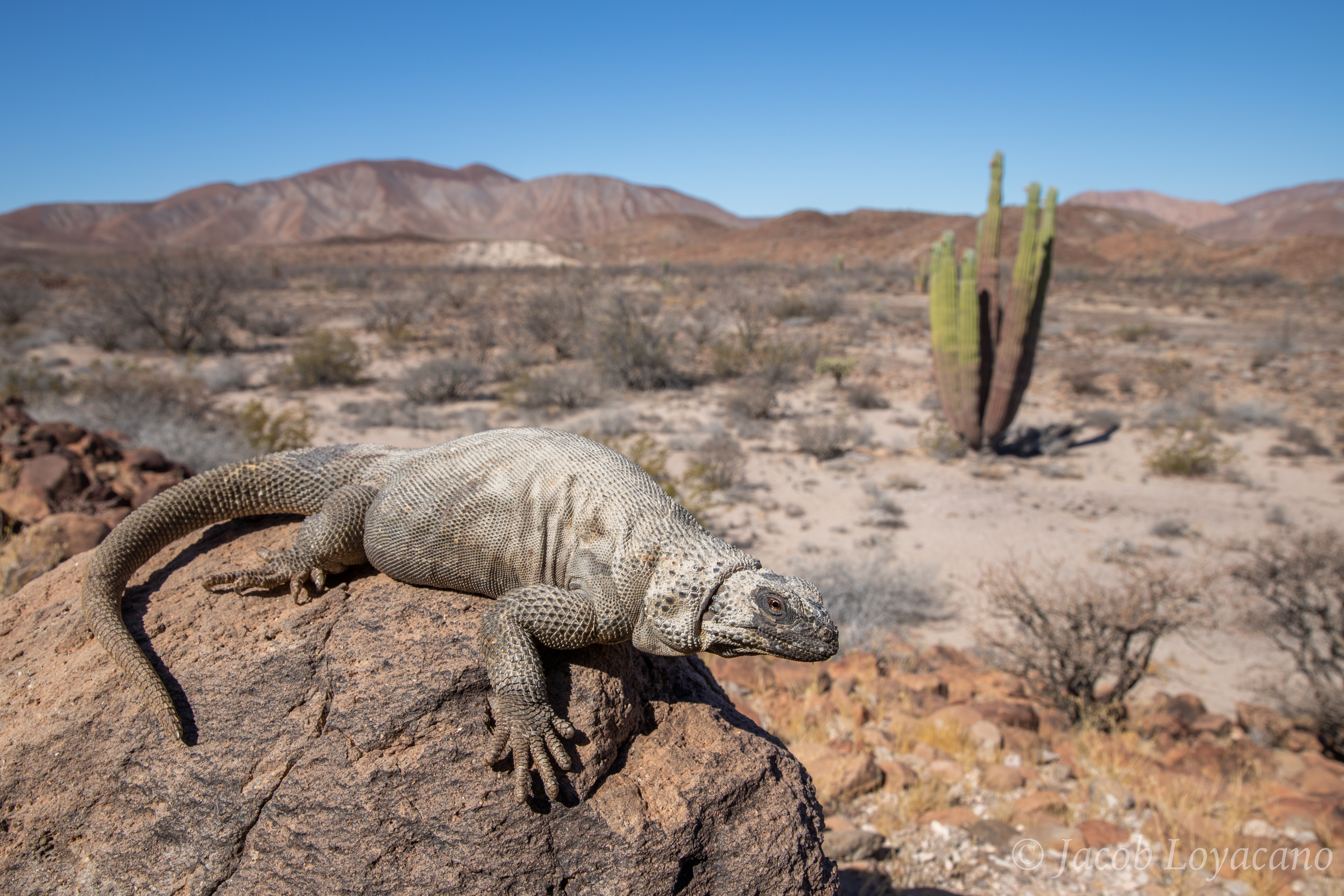 Desert iguana on rock with cactus landscape