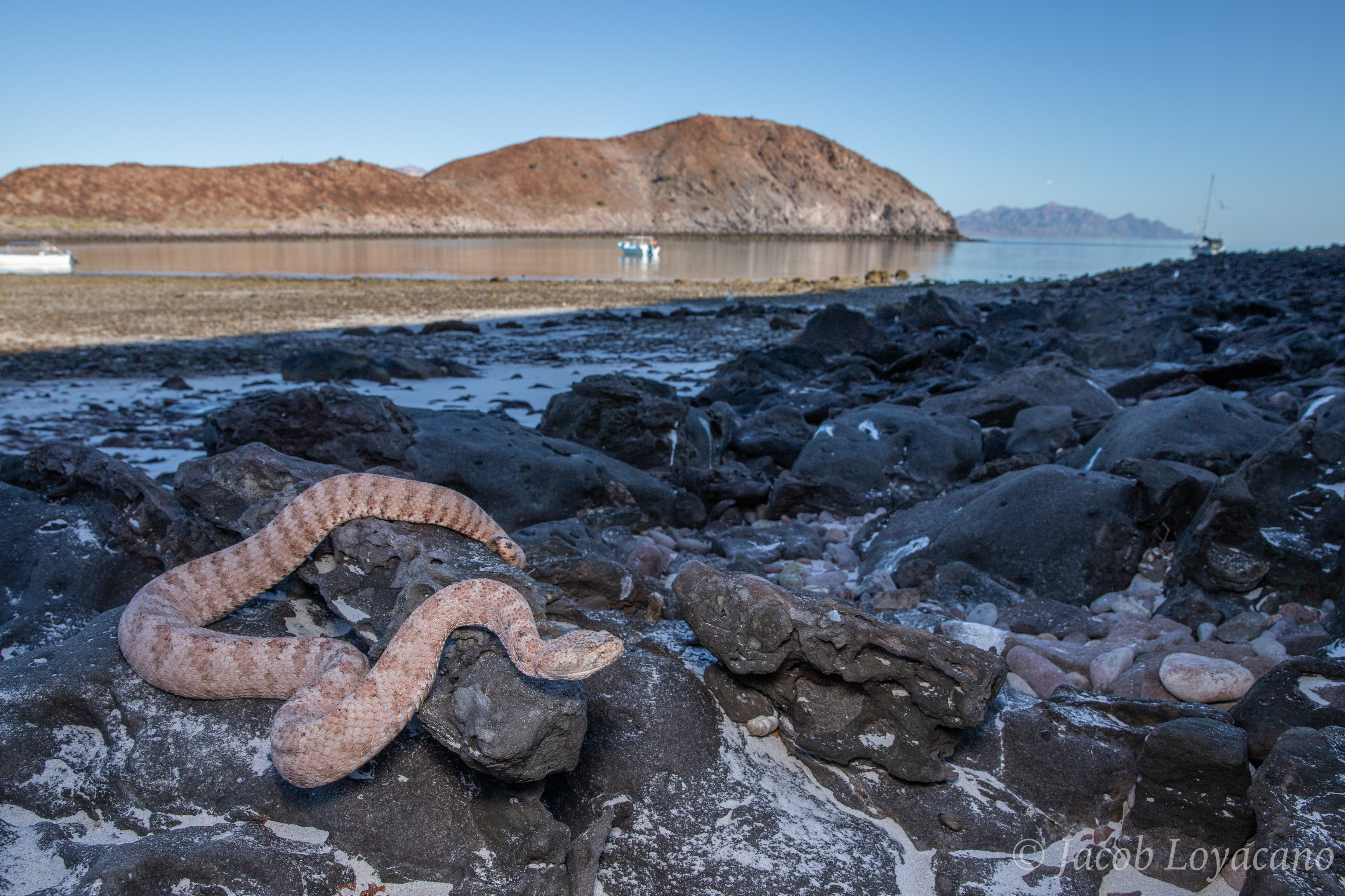 Snake on rocky coastal shoreline at dusk